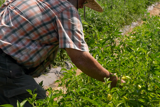 New Dishes, Familiar Farms