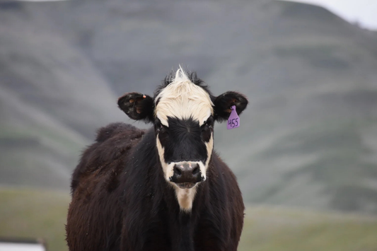Big Canyon Beef